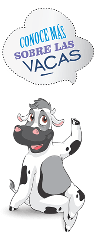 conoce más sobre las vacas